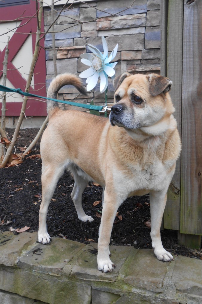 Mickey, a male Shar Pei mix (Learn more about him