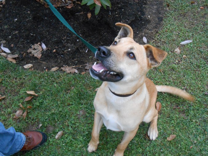 Olive, a Yellow Labrador/Shepherd cross female (Learn more about her)