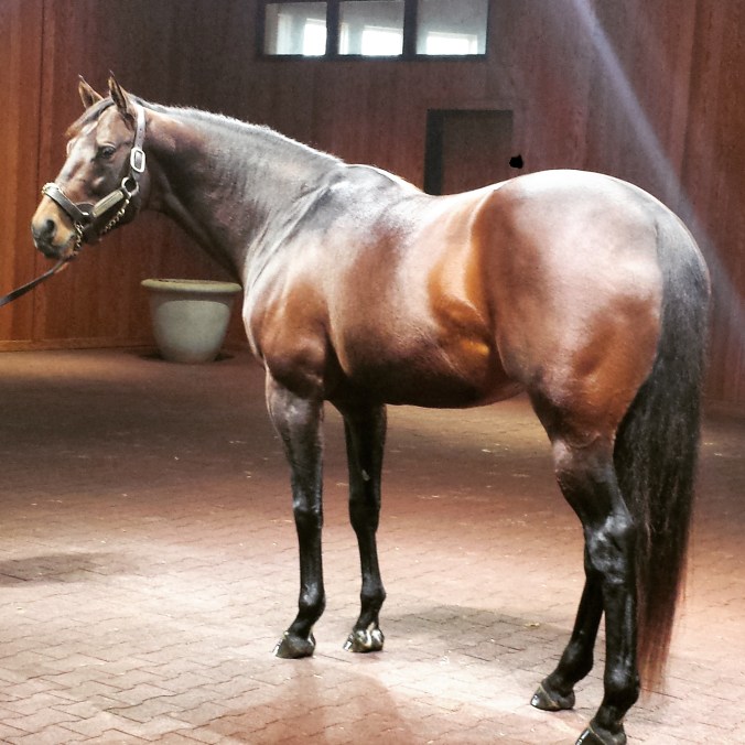 Kentucky Derby winner Super Saver