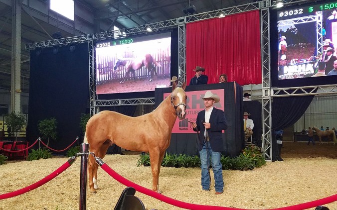 Just doing some daydreaming of my next reining horse.... 