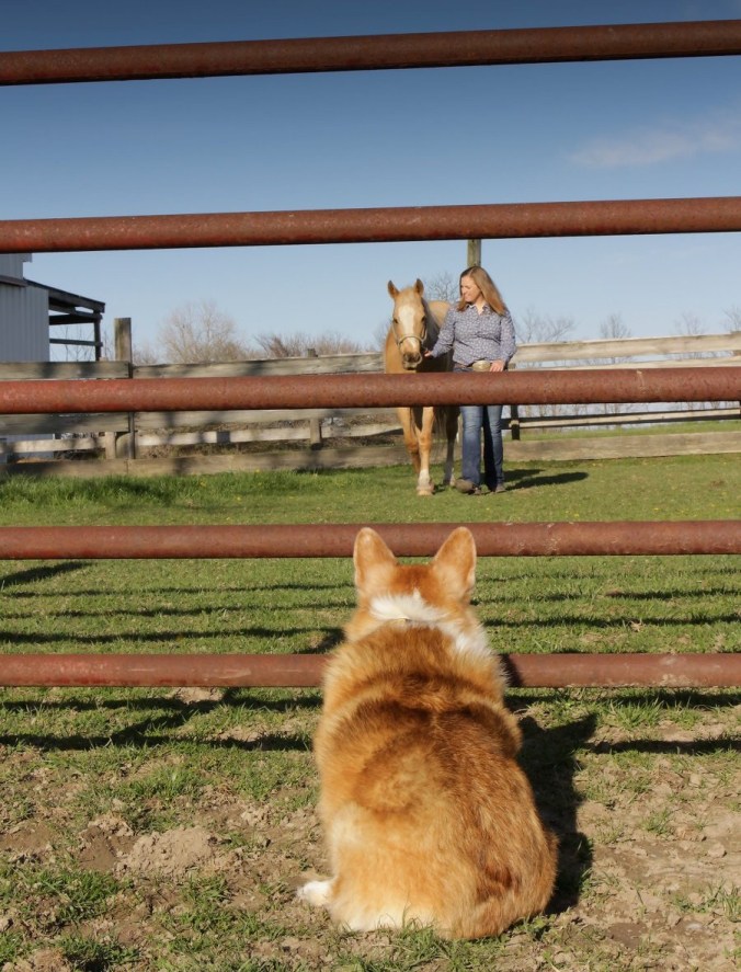 Corgi waiting patiently